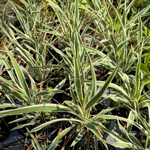 Variegated Yucca, Adam's Needle, Curly Leaf Yucca, Spoon Leaf Yucca, Yucca filamentosa 'Variegata'